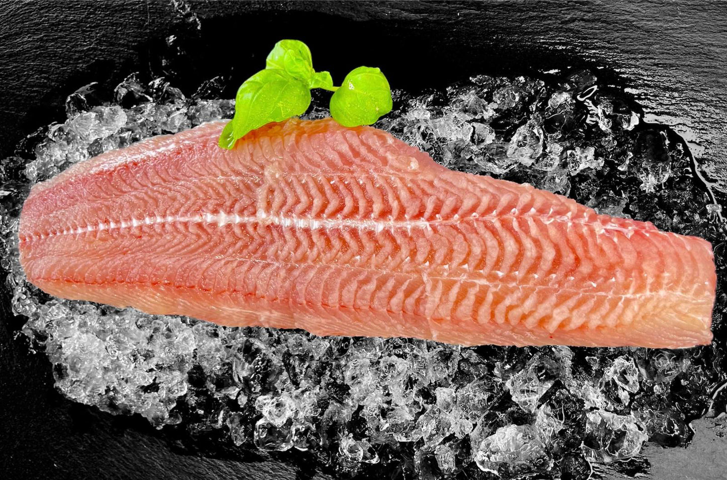 Premium Welsfilet mit Haut