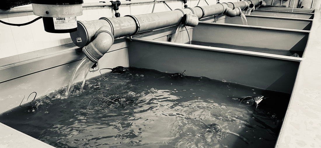 Nachhaltige Indoor-Aquakultur Bayern: Wie OBERMÜHLE FISCH Fisch produziert, der wirklich gut ist