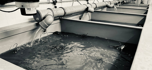 Nachhaltige Indoor-Aquakultur Bayern: Wie OBERMÜHLE FISCH Fisch produziert, der wirklich gut ist